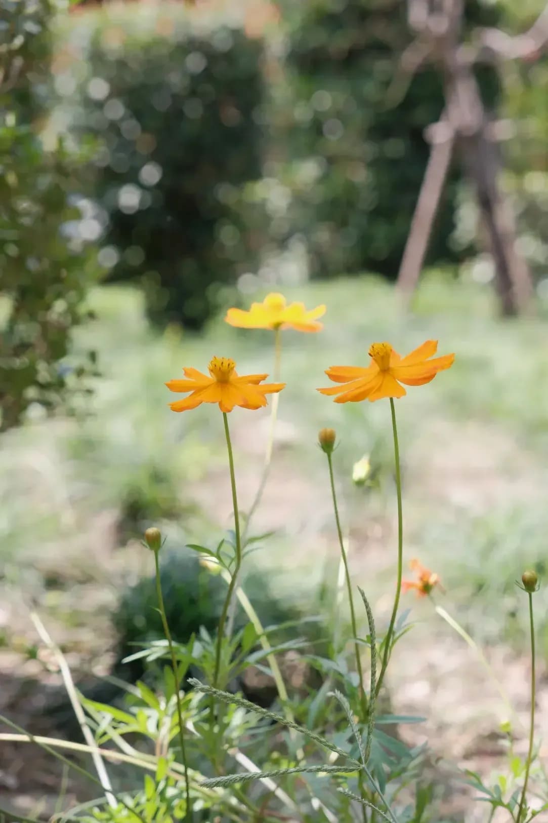 芝生の管理・張り替え